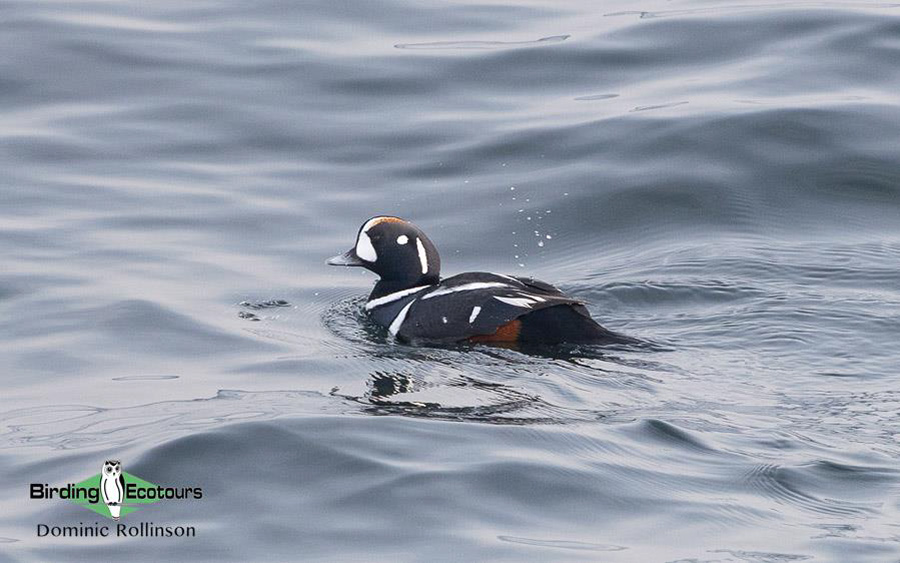 Japan Birding Tours