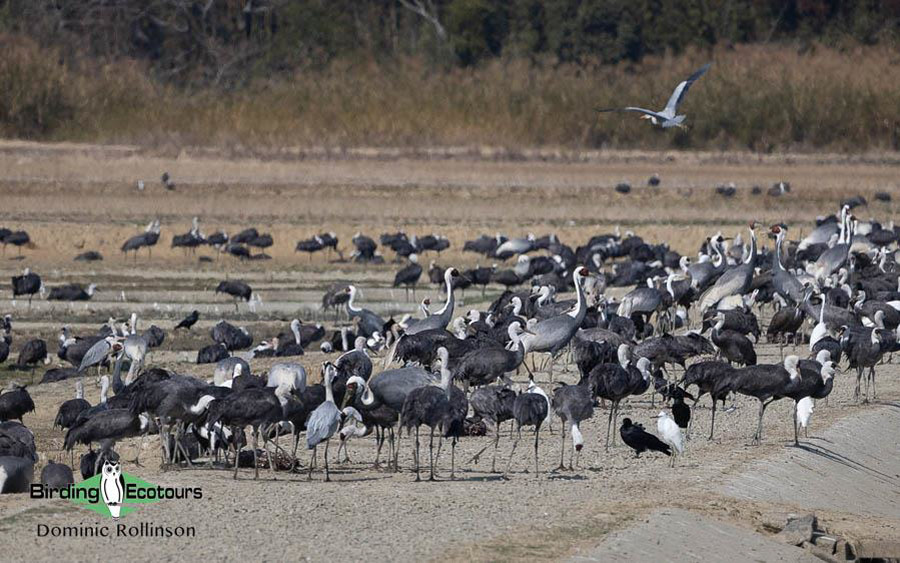 Japan Birding Tours