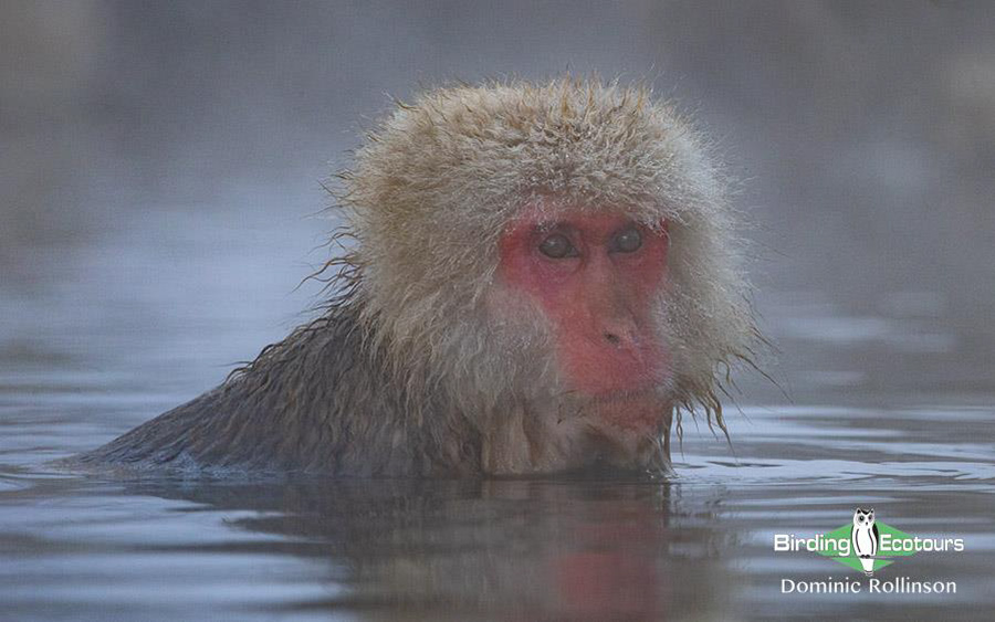 Japan Birding Tours