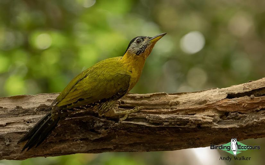 Vietnam birding tours