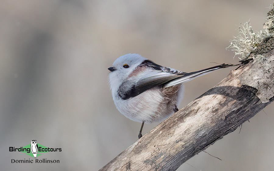 Japan Birding Tours
