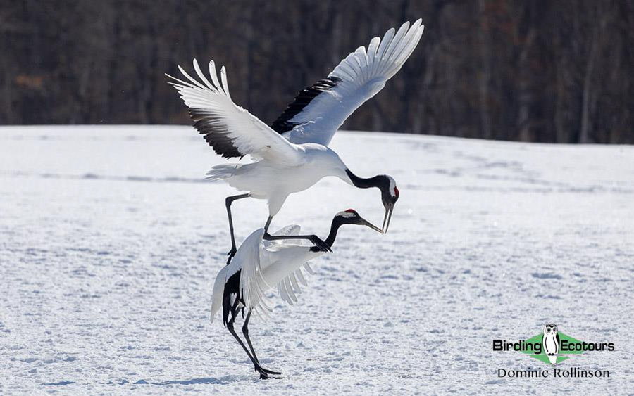 Japan Birding Tours