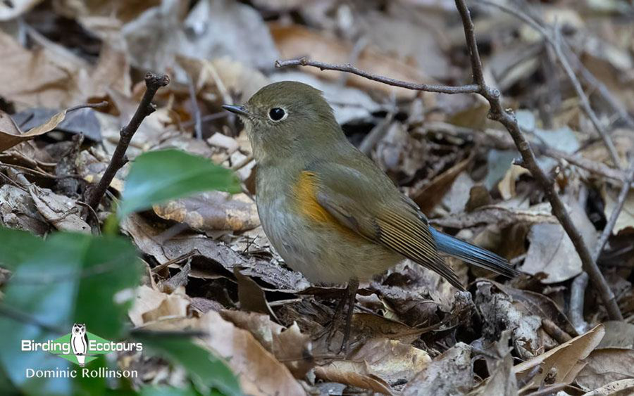 Japan Birding Tours