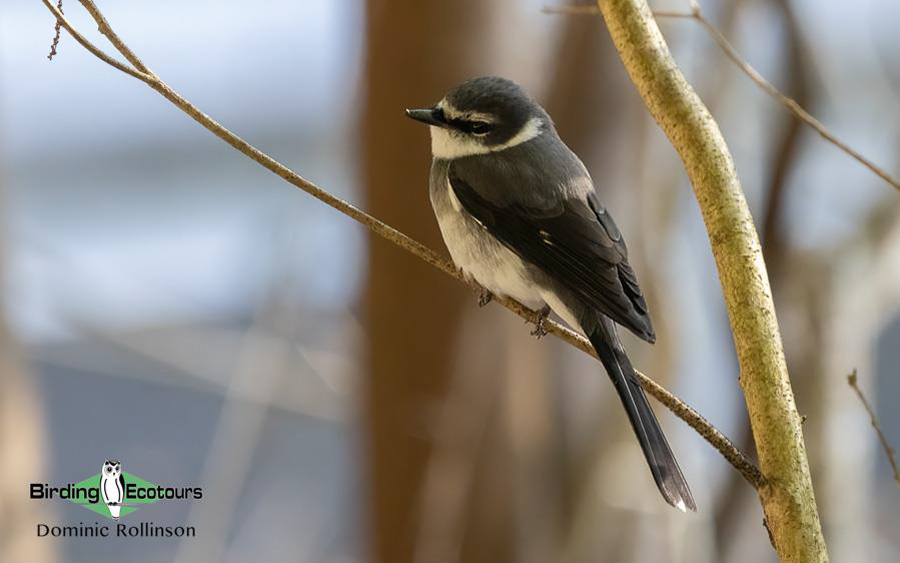 Japan Birding Tours