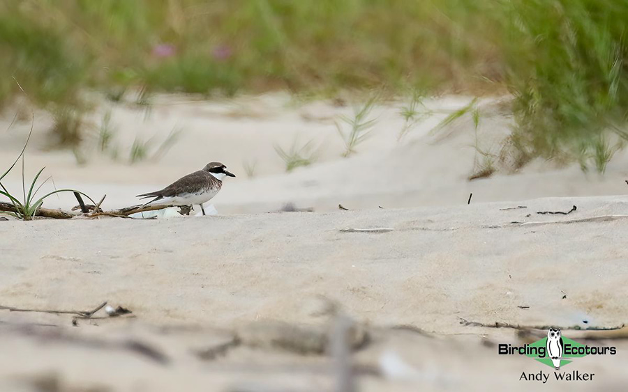 Vietnam birding tours