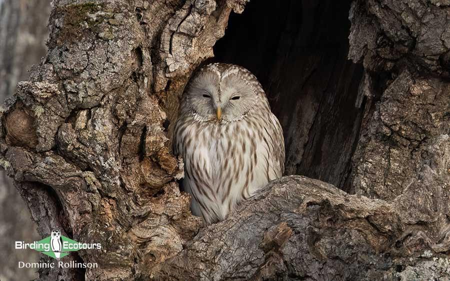 Japan Birding Tours