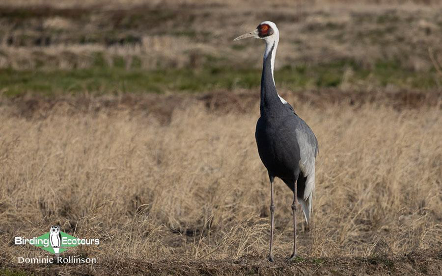Japan Birding Tours