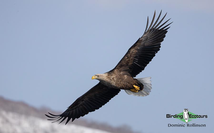 Japan Birding Tours