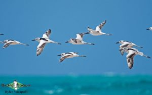 Mozambique birding tours