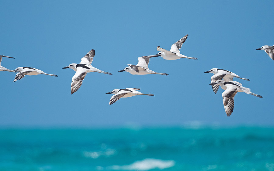 Mozambique birding tours