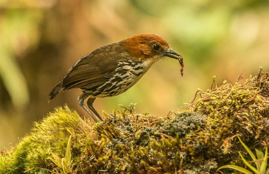 Northern Ecuador bird tour