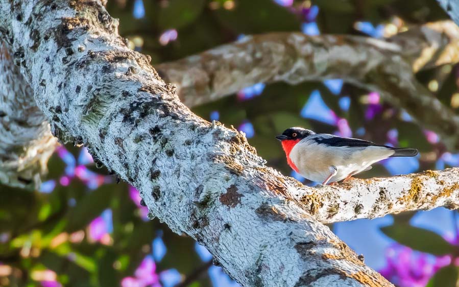 Brazil birding tour