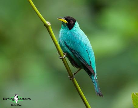 Southern Ecuador bird tour