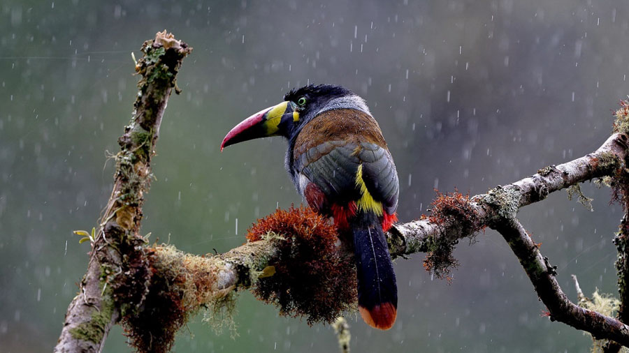 northern peru bird tours