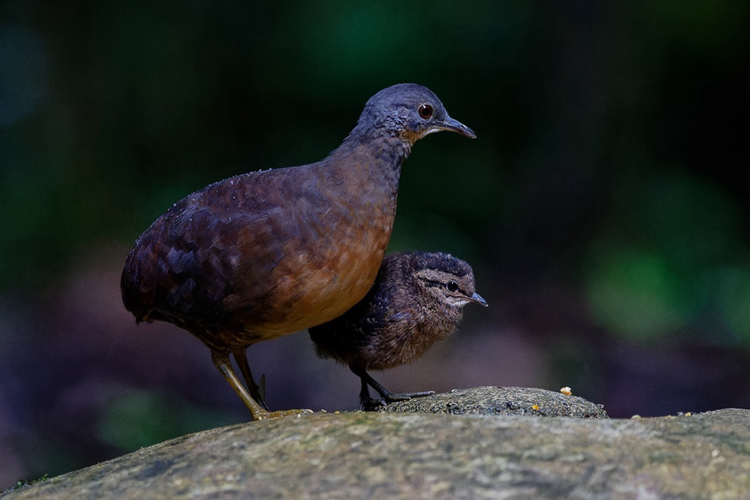 northern peru bird tours