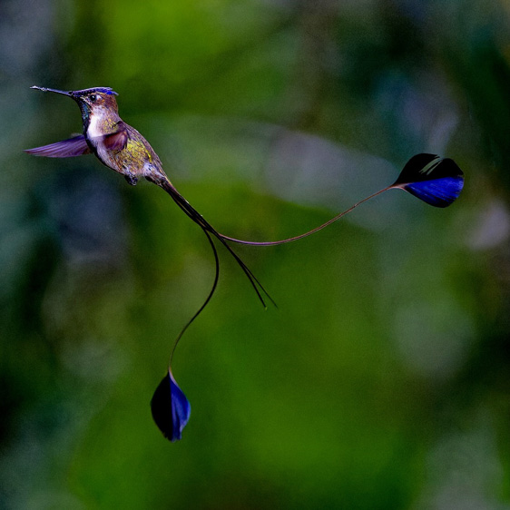 northern peru bird tours