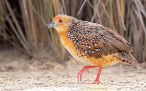 Brazil birding tour