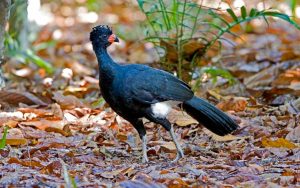 Brazil birding tour