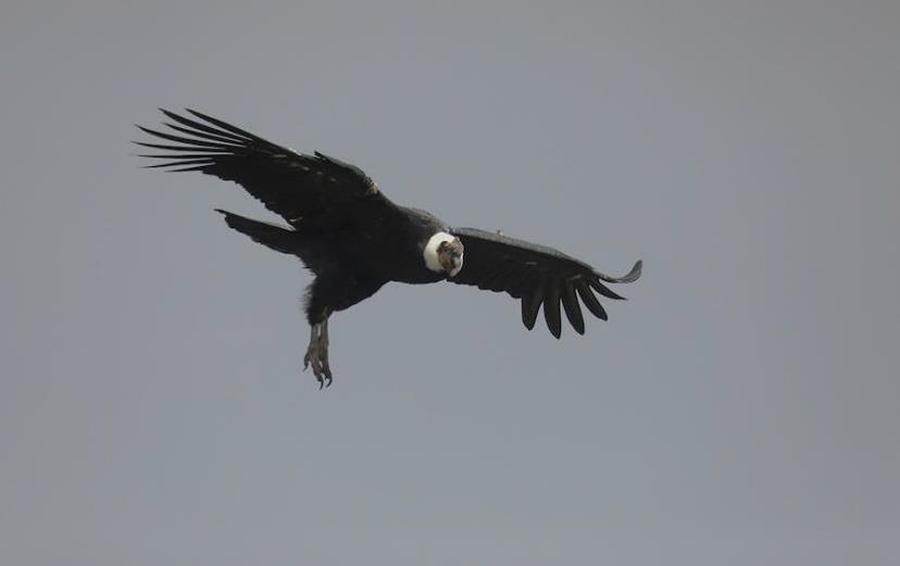 Colombia birding tours