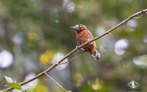 Santa Marta birding tour