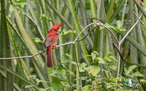 Santa Marta birding tour