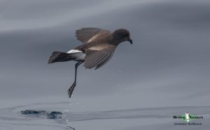 Socotra birding tours