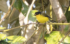 Santa Marta birding tour