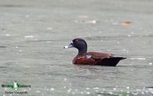 Gabon birding tours