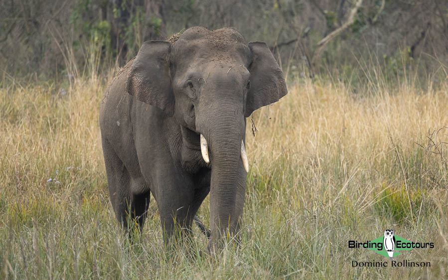 Northern India trip report
