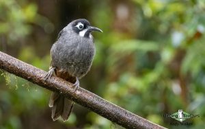 New Guinea birding tours