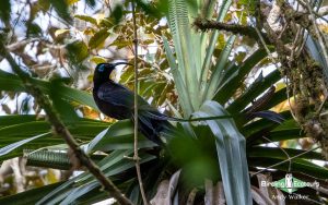 New Guinea birding tours
