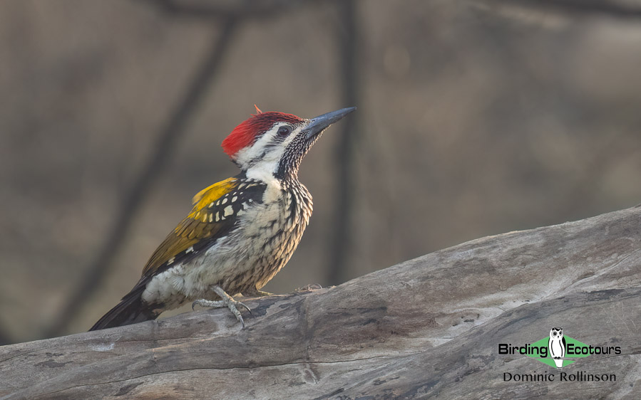 Northern India trip report