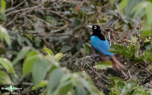 New Guinea birding tours