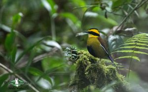 Malaysia Birding Tours