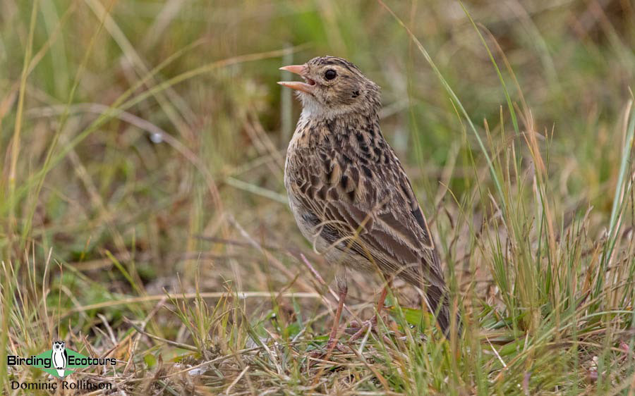 conservation crisis facing Botha's Lark