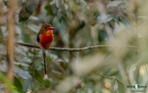 New Guinea birding tours