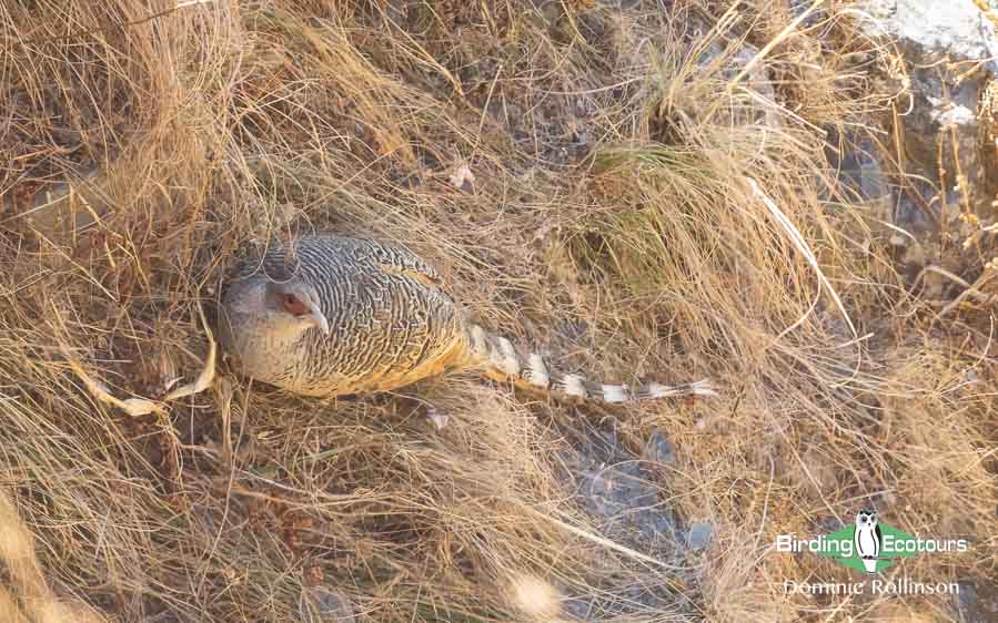 Northern India trip report
