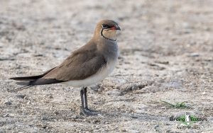 Spain birding tours