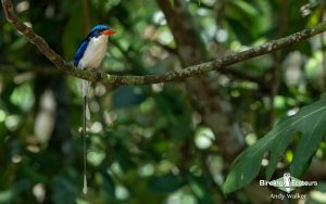New Guinea birding tours