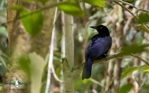 New Guinea birding tours