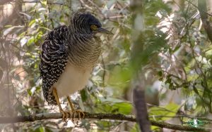 New Guinea birding tours