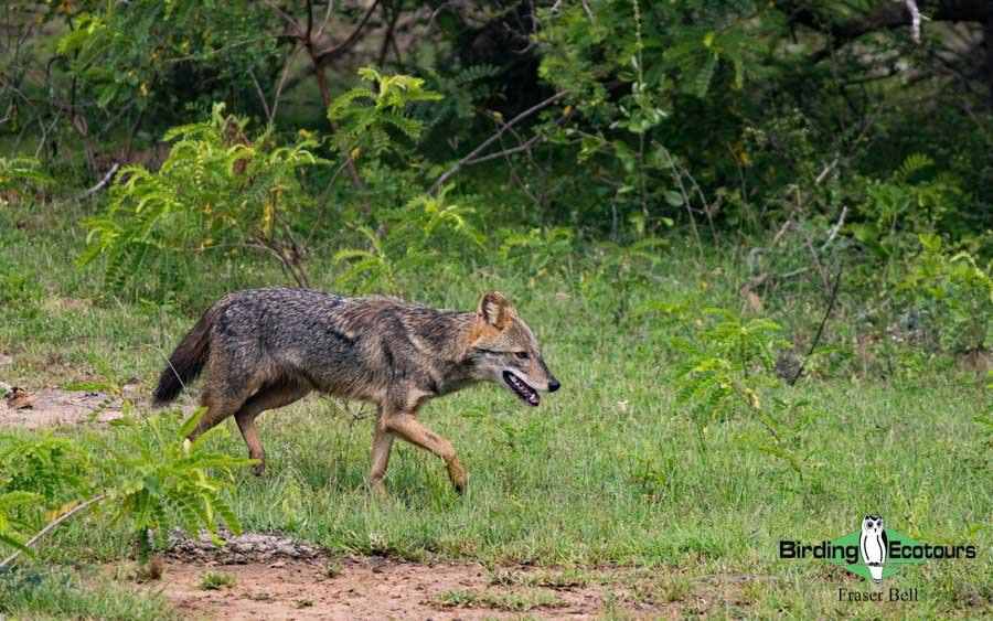 Sri Lanka Trip Report