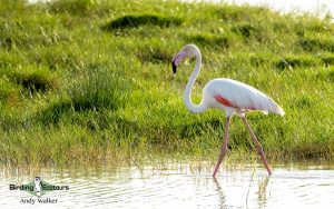 Spain birding tours