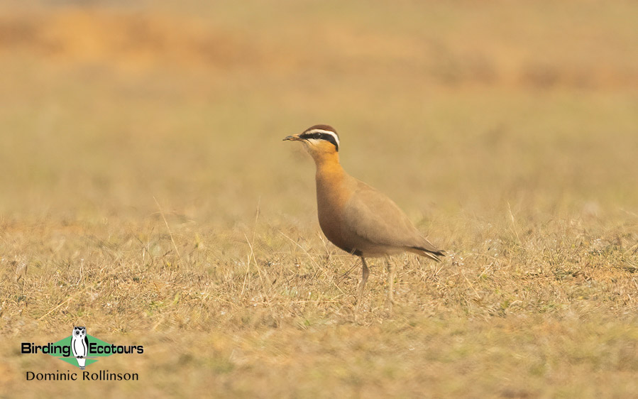 Northern India trip report