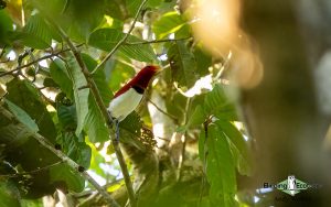New Guinea birding tours