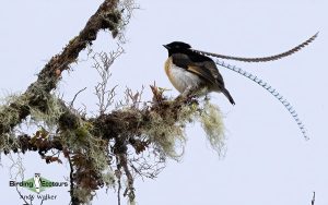 New Guinea birding tours