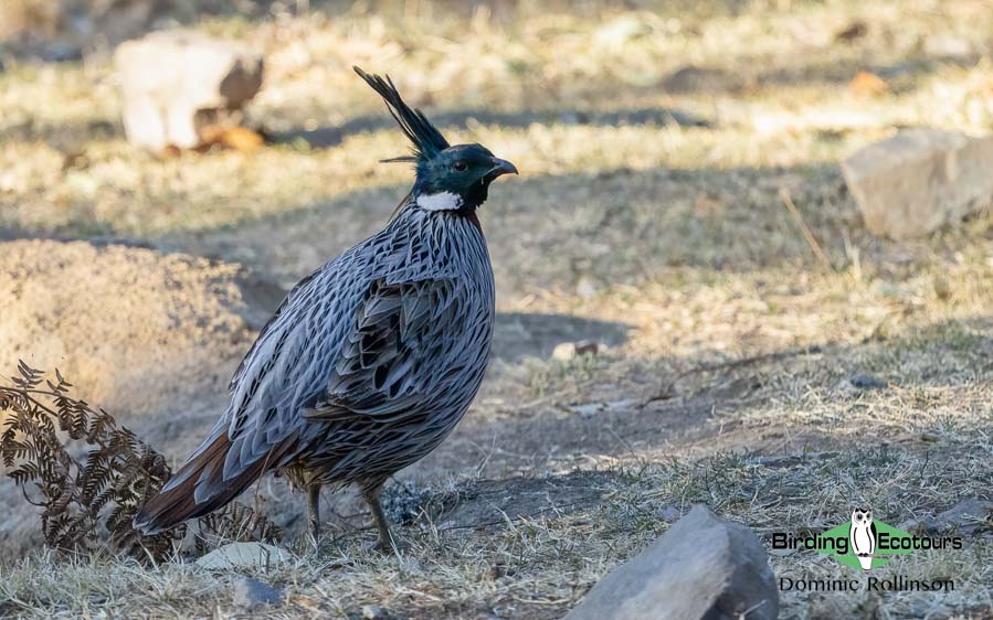 Northern India trip report