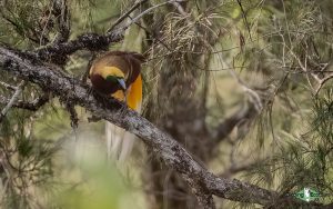 New Guinea birding tours