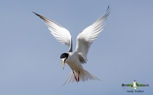 Spain birding tours