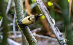 New Guinea birding tours